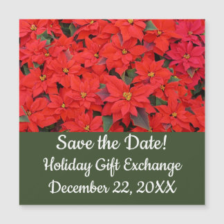Poinsettias rojas Navidad la foto floral navideña