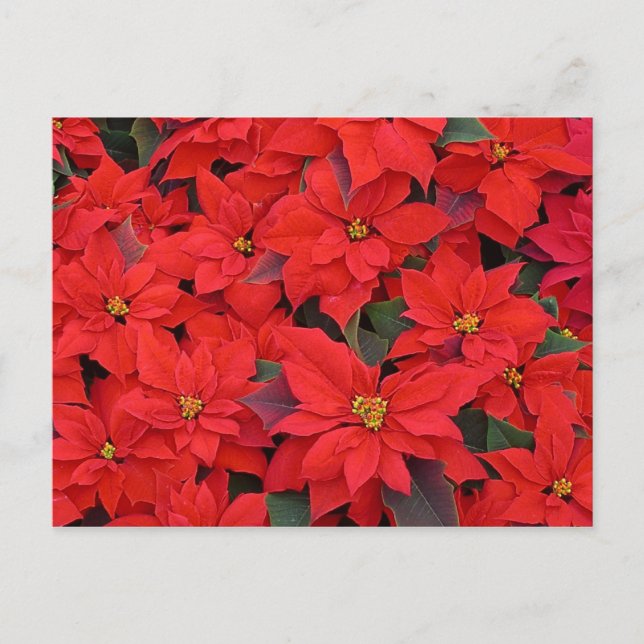 Poinsettias rojas Navidad la foto floral navideña (Anverso)