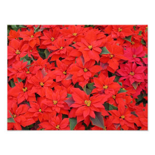 Poinsettias rojas Navidad la foto floral navideña