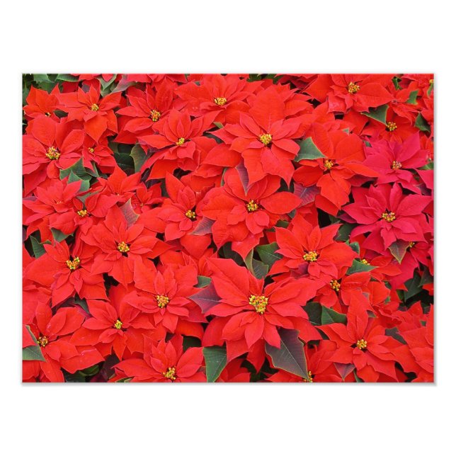Poinsettias rojas Navidad la foto floral navideña (Frente)
