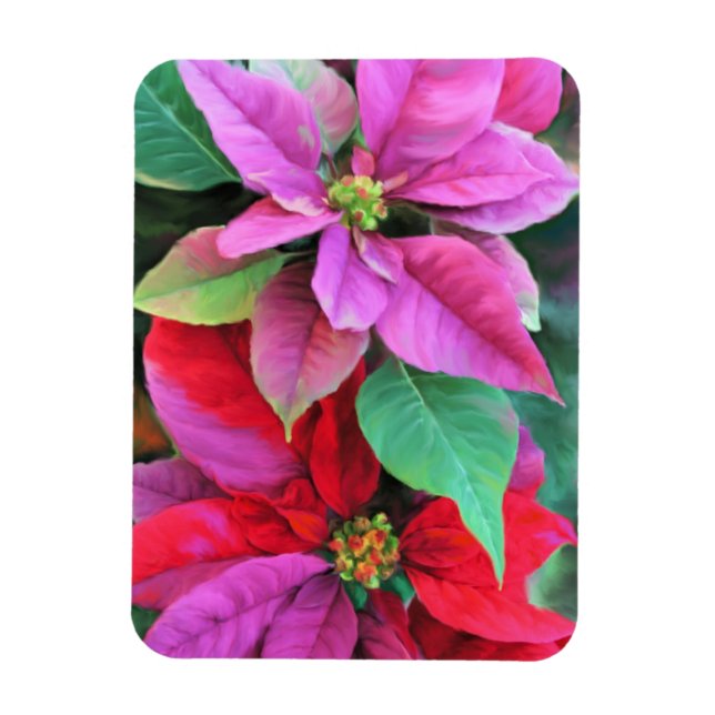 Poinsettias rosadas y rojas del imán refrigerador (Vertical)