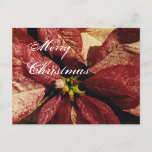 poinsitta, Merry, Navidades - Tarjeta postal perso