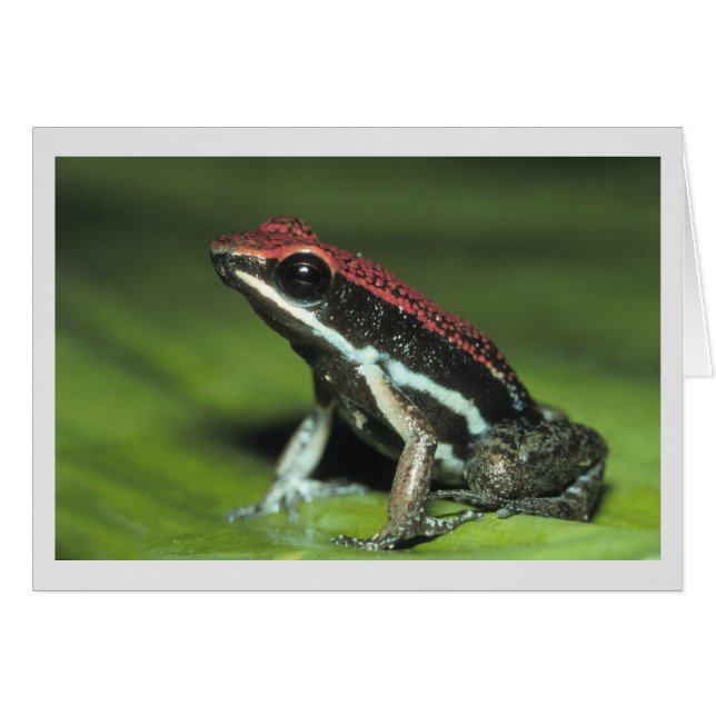 Poison Dart Frog (Anverso (Horizontal))
