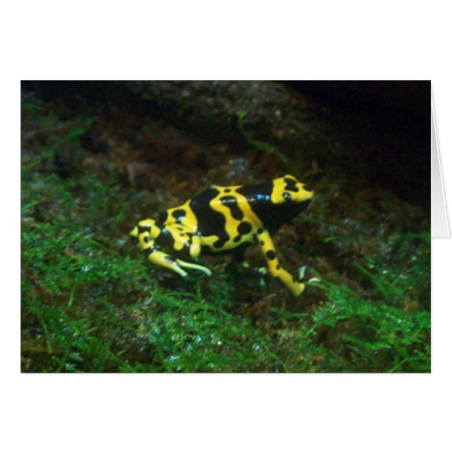 Poison Dart Frog (Anverso (Horizontal))