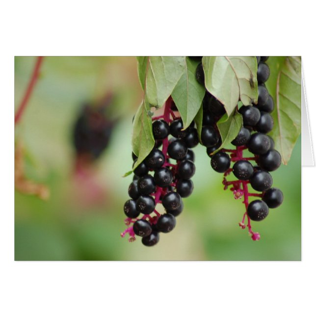 Pokeweed Berries (Anverso (Horizontal))