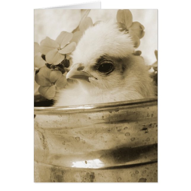 Polaco en Sepia (Frente)