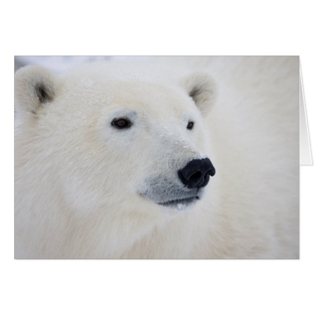 Polar Bear Churchill (Anverso (Horizontal))