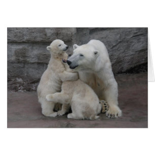 Polar Bear Cubs And Mother