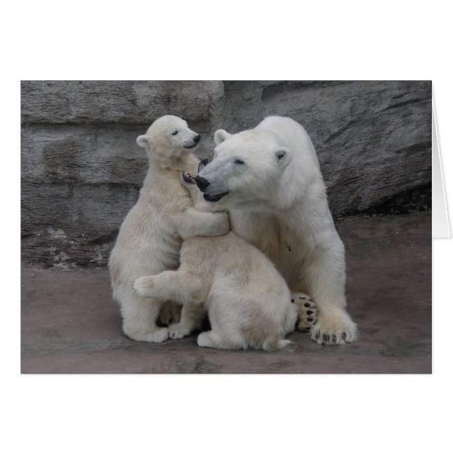 Polar Bear Cubs And Mother (Anverso (Horizontal))