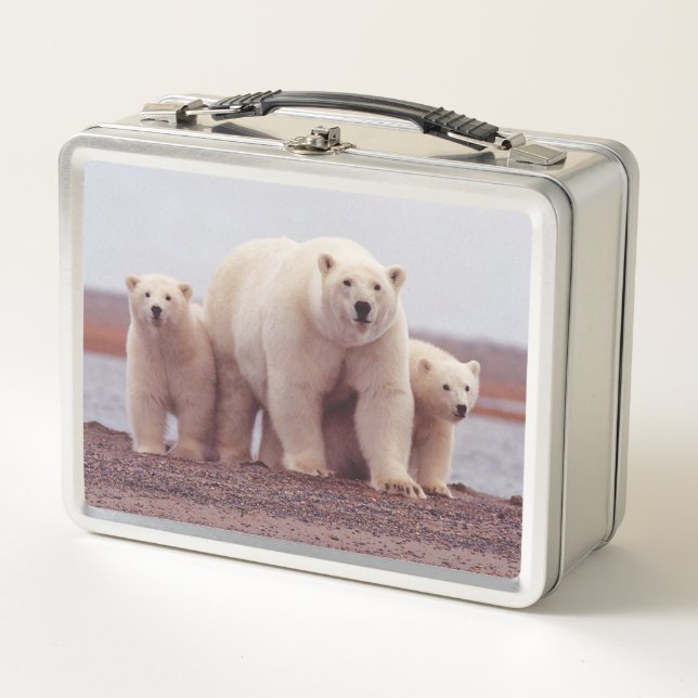 Polar Bear Cute Family Mother and Cubs Photo (Anverso)