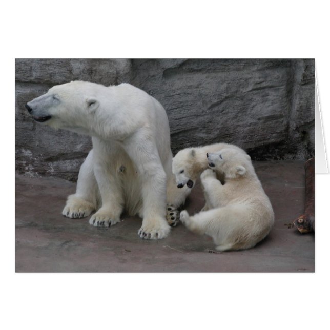 Polar Bear Mum and Cubs (Anverso (Horizontal))