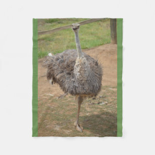 Polar Emu feliz que se coloca en una manta de la pierna