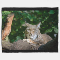 Gato montés del lince en la manta del paño grueso