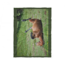 manta _ italia _ parque natural de aveto _ caballo