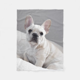 Polar Manta poner crema de Frenchie