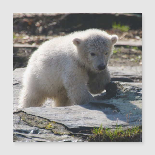 PolarBear_20190302_por_JAMFoto (Anverso)