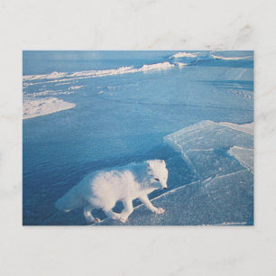 Polarfuchs tarjeta postal