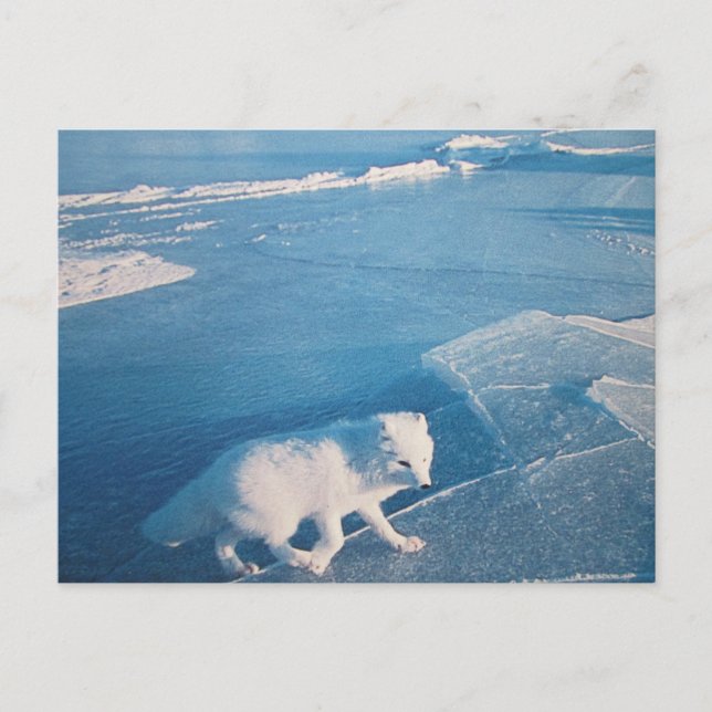 Polarfuchs tarjeta postal (Anverso)