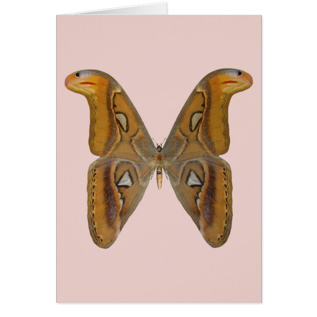 Polilla Atlas (Frente)
