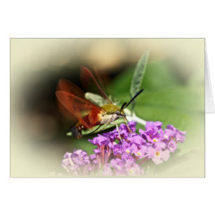 Polilla de halcón de Clearwing - thysbe de Hemaris