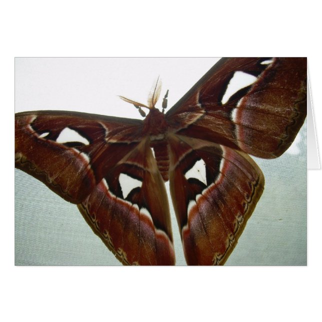 Polilla de la cobra (Anverso (Horizontal))