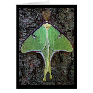 Polilla de Luna