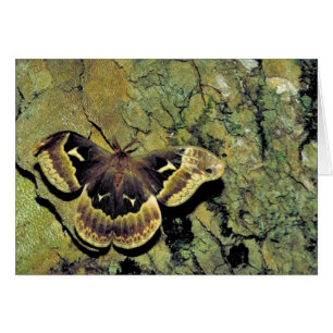 polilla de seda del Tulipán-árbol