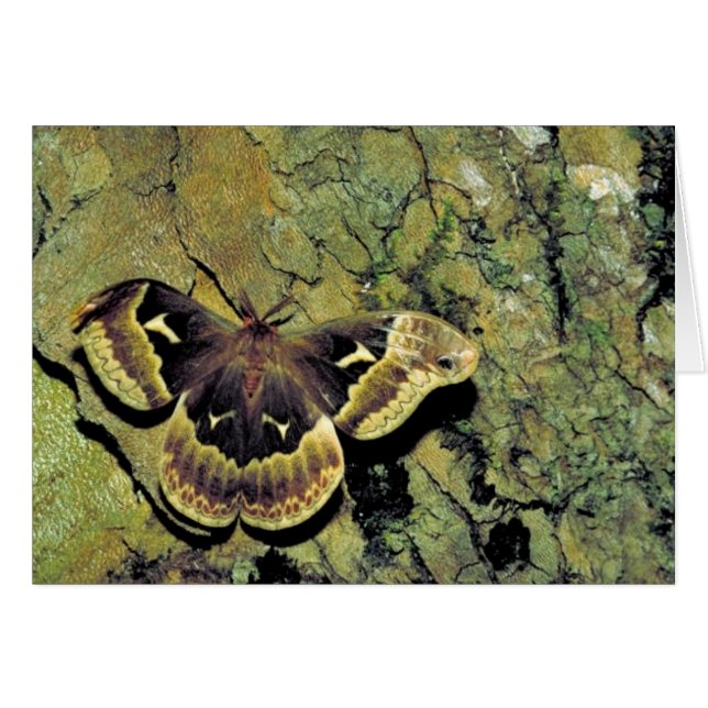 polilla de seda del Tulipán-árbol (Anverso (Horizontal))