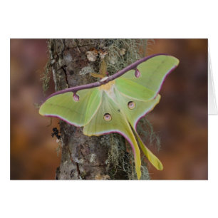 Polilla de seda Luna