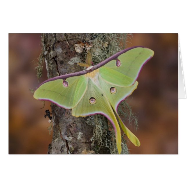 Polilla de seda Luna (Anverso (Horizontal))