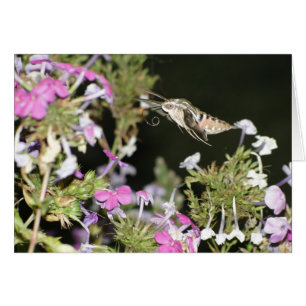 Polilla y Phlox de colibrí