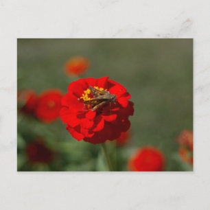 Polilla y postal roja del Zinnia