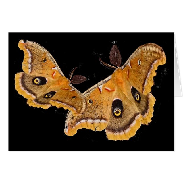 Polillas de Polyphemus (Anverso (Horizontal))