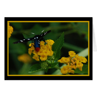 Polkadot Wasp Moth 270