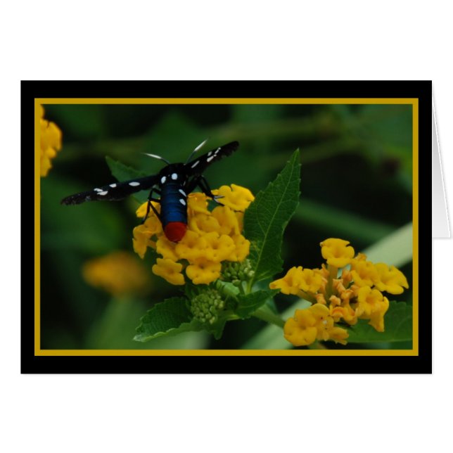 Polkadot Wasp Moth 270 (Anverso (Horizontal))