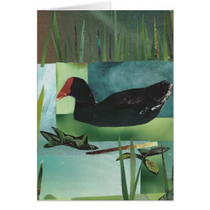 Polla de agua común (Gallinule común)