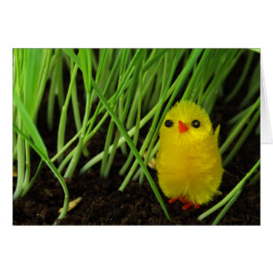 pollito de pasto