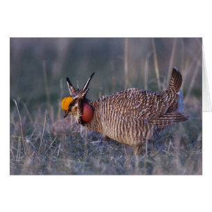 Pollito de pradera menor, Tympanuchus