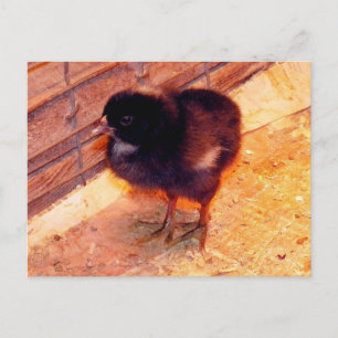 Pollito recién nacido (2) Postal