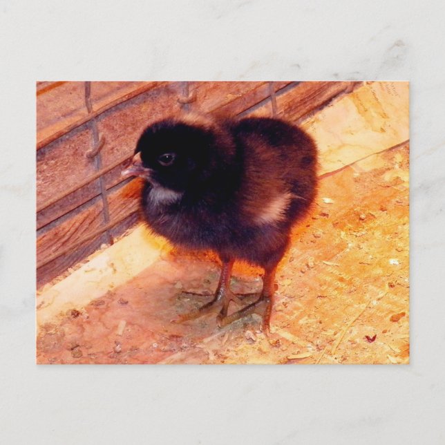 Pollito recién nacido (2) Postal (Anverso)
