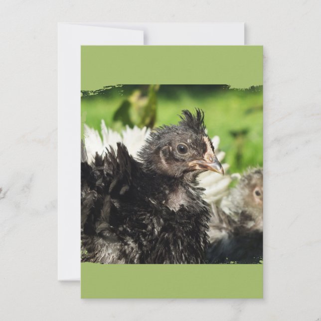 pollitos de pollo (Anverso)