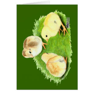 Pollitos Wheaten Aseel