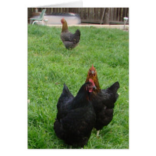 Pollo