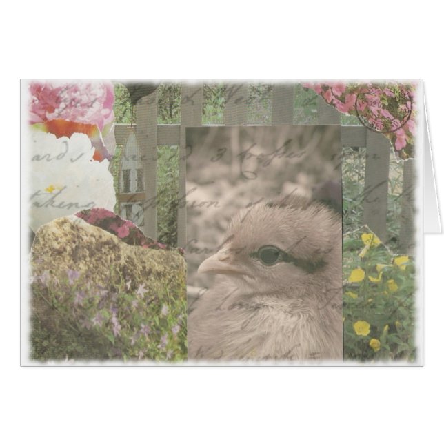 Pollo 1 (Anverso (Horizontal))