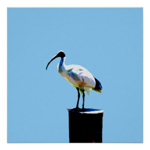 Pollo Bin, (Ibis) Poster Glossy de pintura al acei
