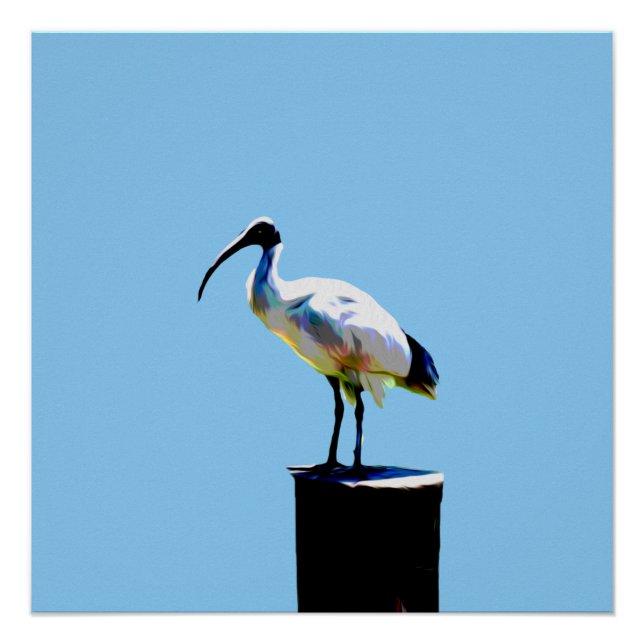 Pollo Bin, (Ibis) Poster Glossy de pintura al acei (Anverso)