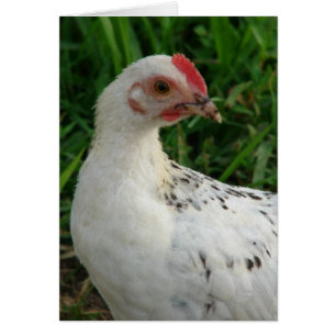 Pollo blanco