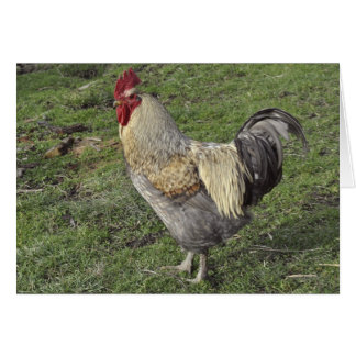 pollo cruzado ligero de Sussex