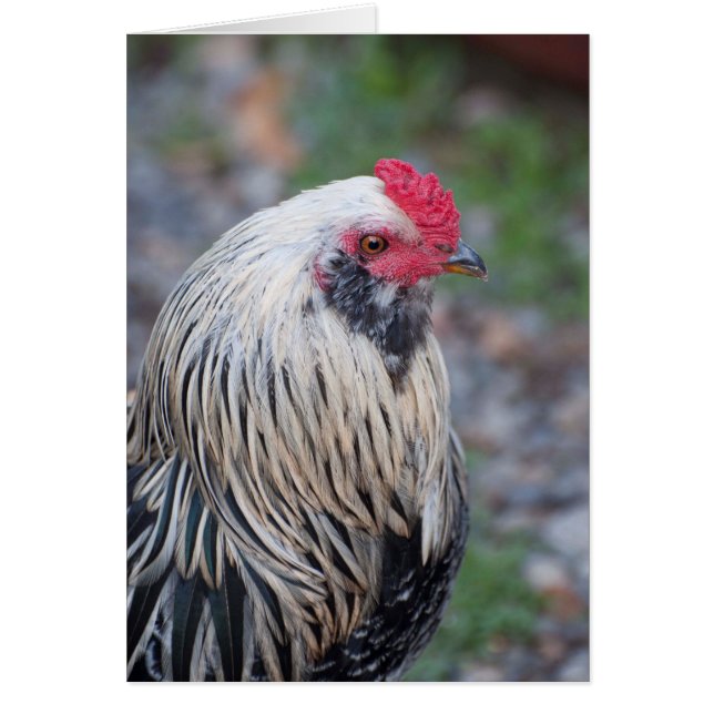 ¡Pollo de cerca y personal! (Frente)