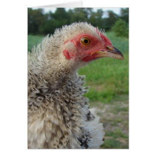 Pollo de Frizzle Barred